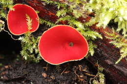 Image of scarlet cup