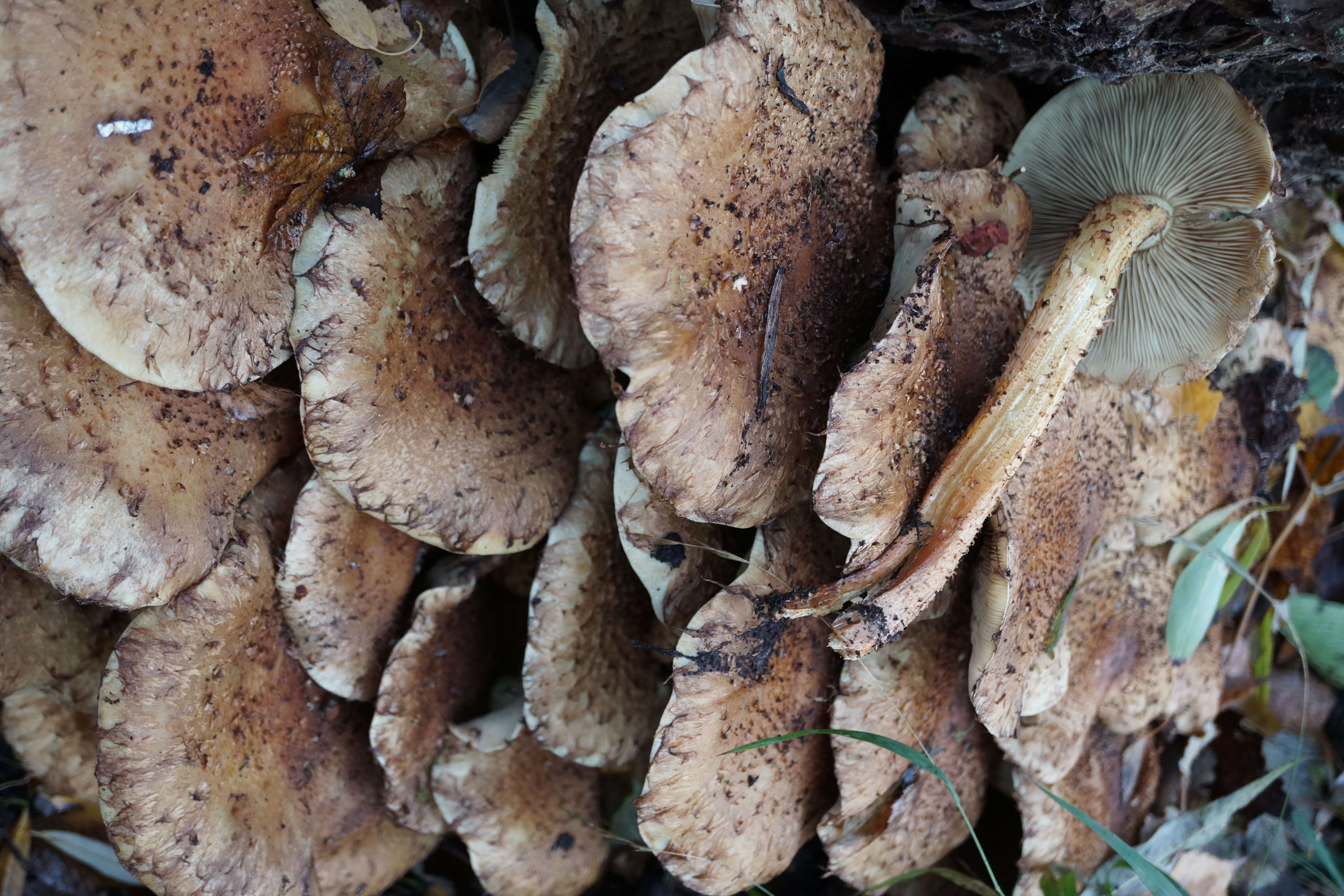 Pholiota squarrosa (Vahl) P. Kumm. 1871 resmi