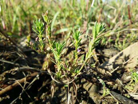 Plancia ëd Lythrum hyssopifolia L.