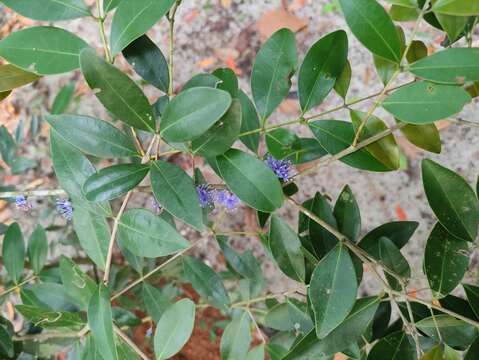 Слика од Memecylon umbellatum Burm. fil.