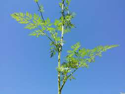 Image of little-leaf angelica