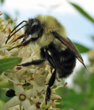 Image of Common Eastern Bumblebee