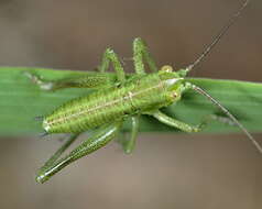 Image of Great green bushcricket