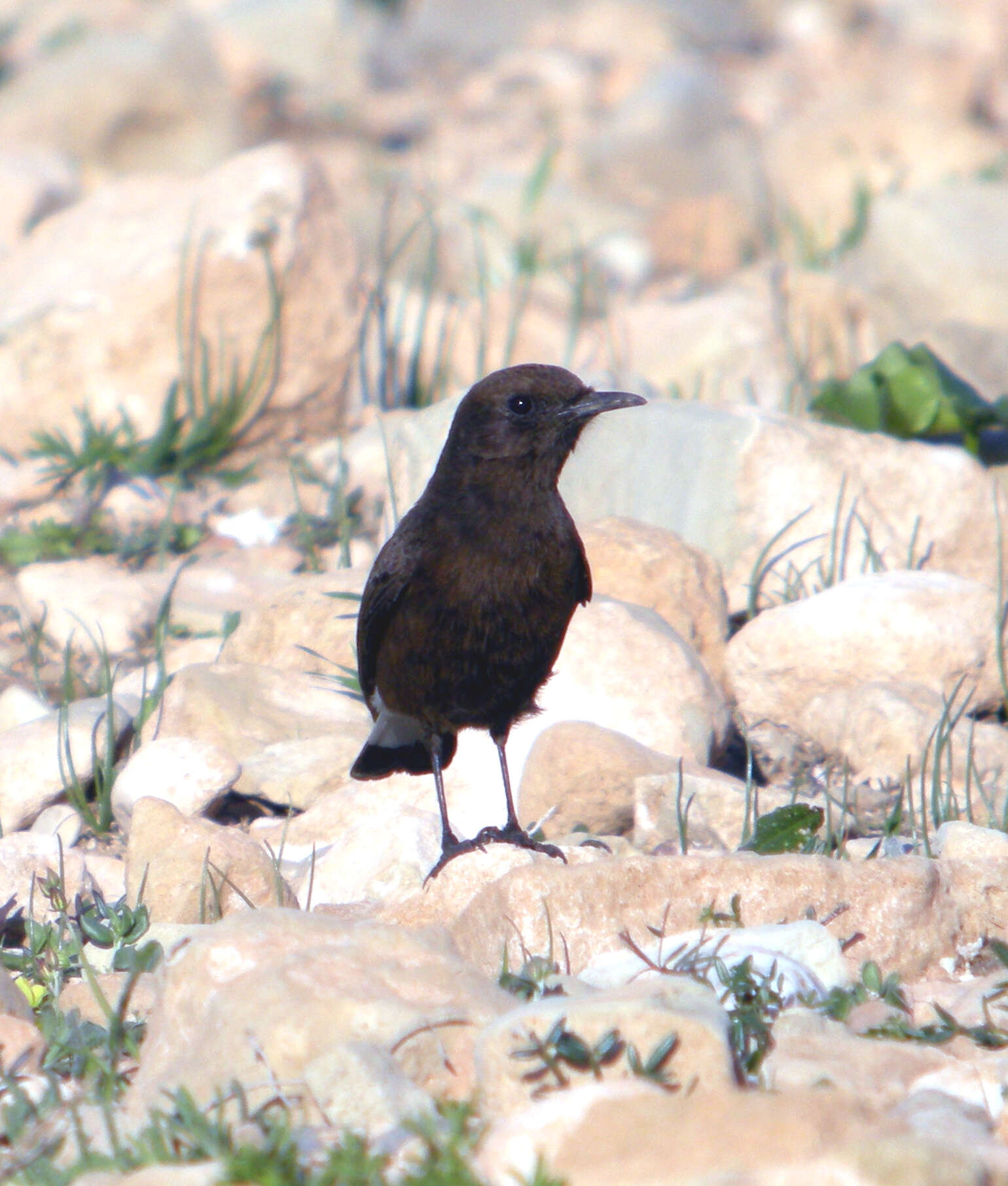 Image of Black Wheatear