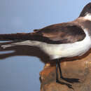 Image of Hornby's Storm Petrel