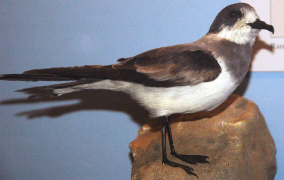 Image of Hornby's Storm Petrel