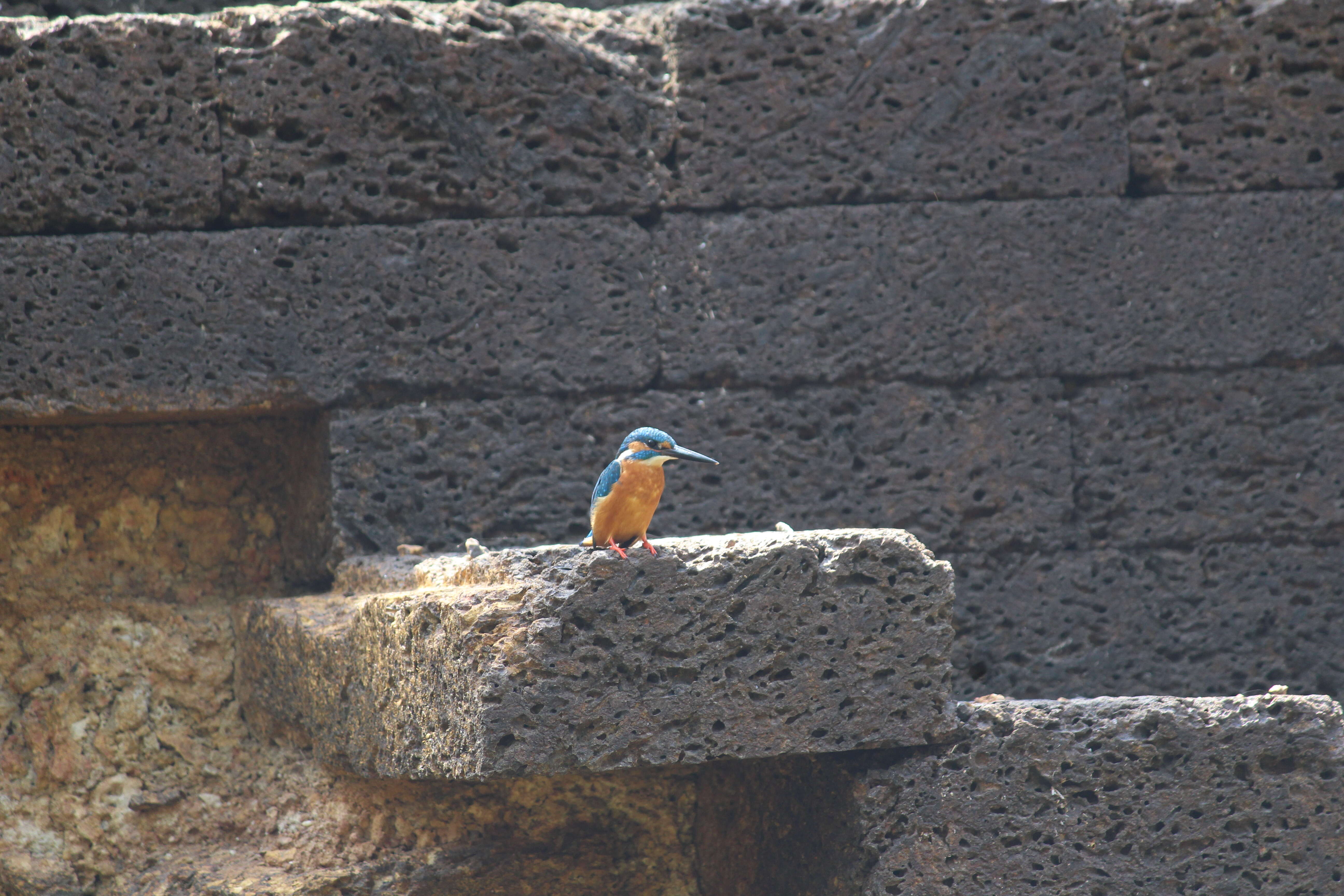 Image of Common Kingfisher