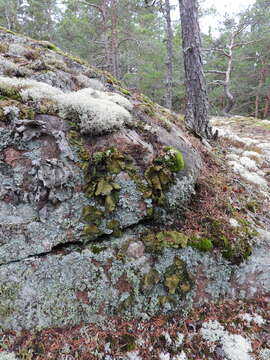 Image of blistered navel lichen