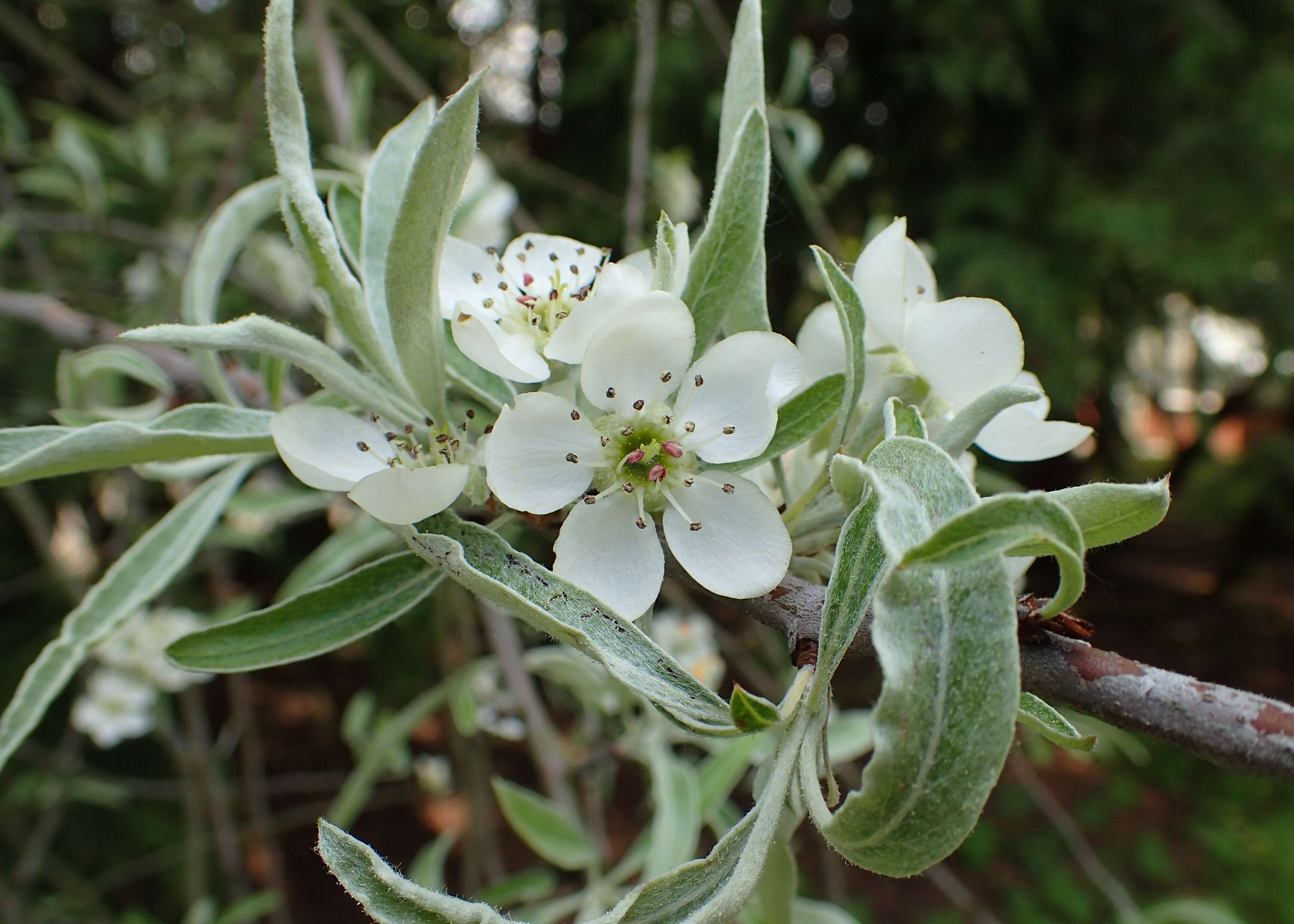 Plancia ëd Pyrus salicifolia Pall.