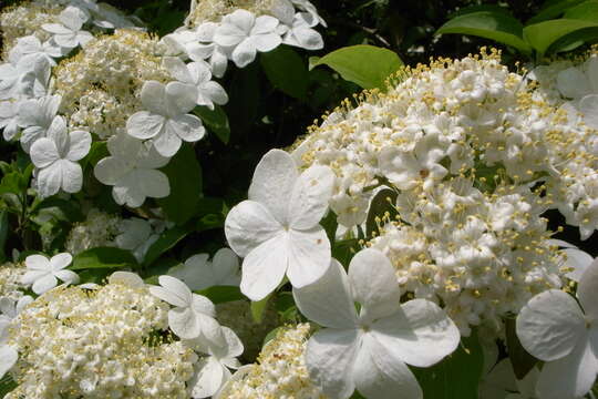 Imagem de Viburnum macrocephalum Fortune