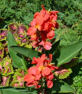 Image of canna lilies