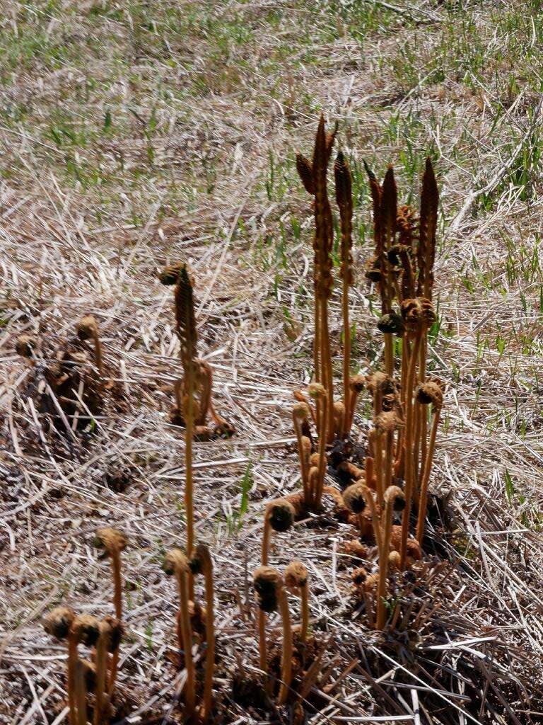 Image of Osmundastrum cinnamomeum Presl