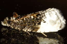 Image of Hedya nubiferana