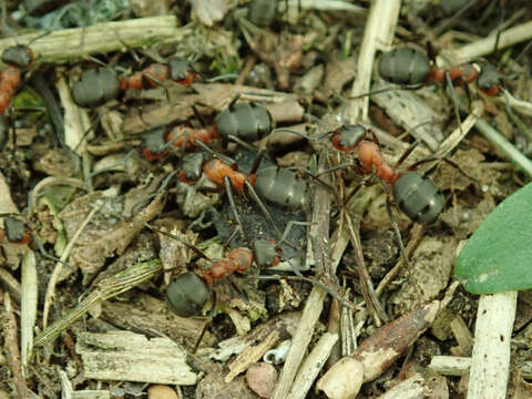 Image de Fourmi rousse des bois