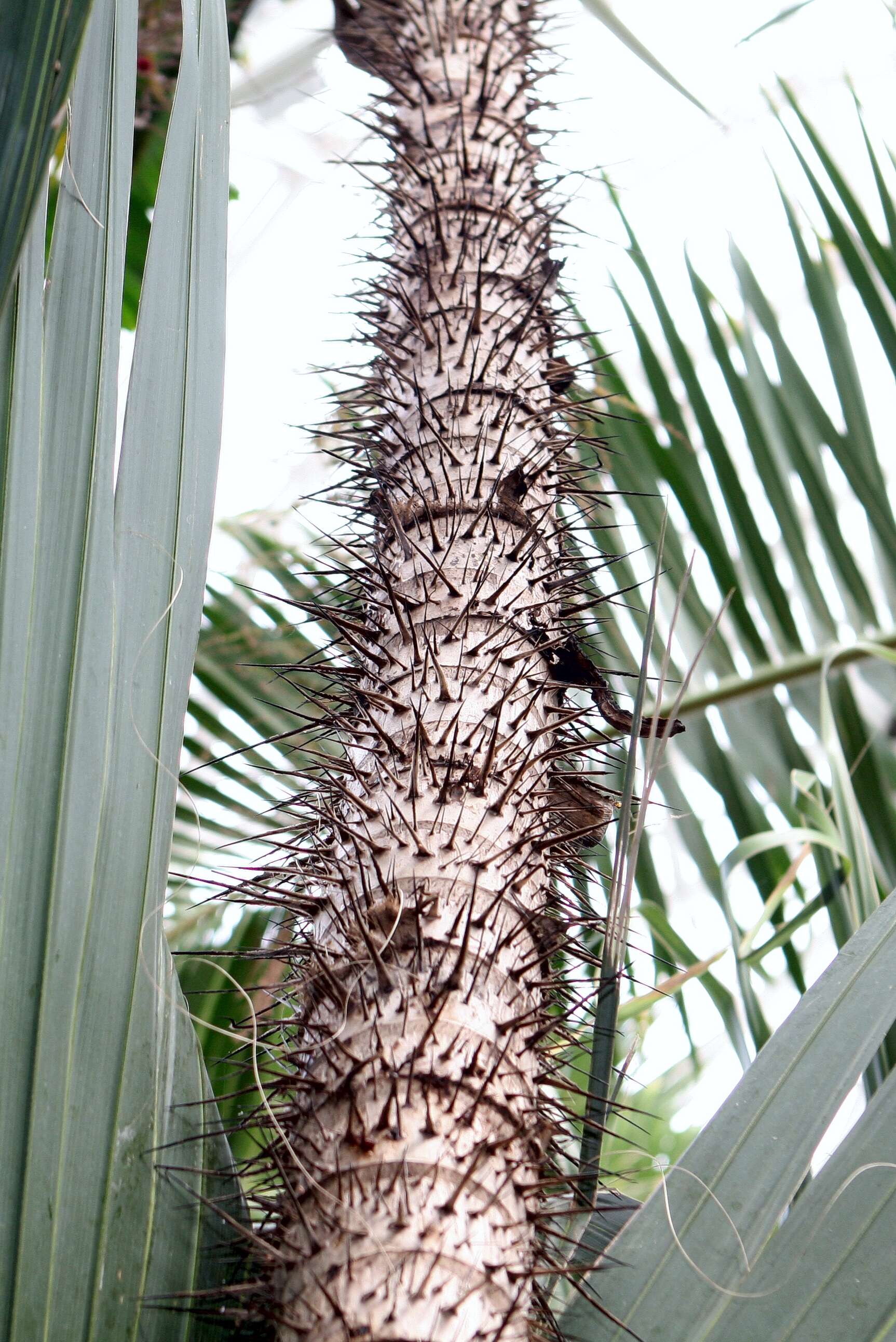 Image of Yellow coconut