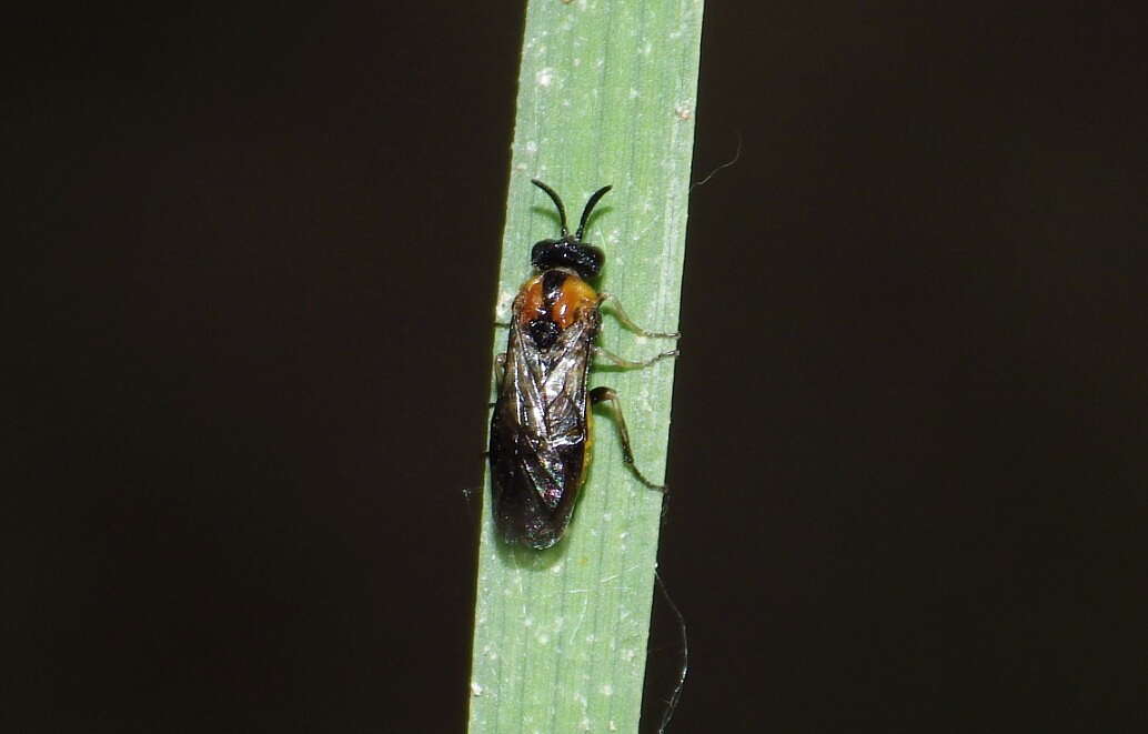 Image of argid sawflies