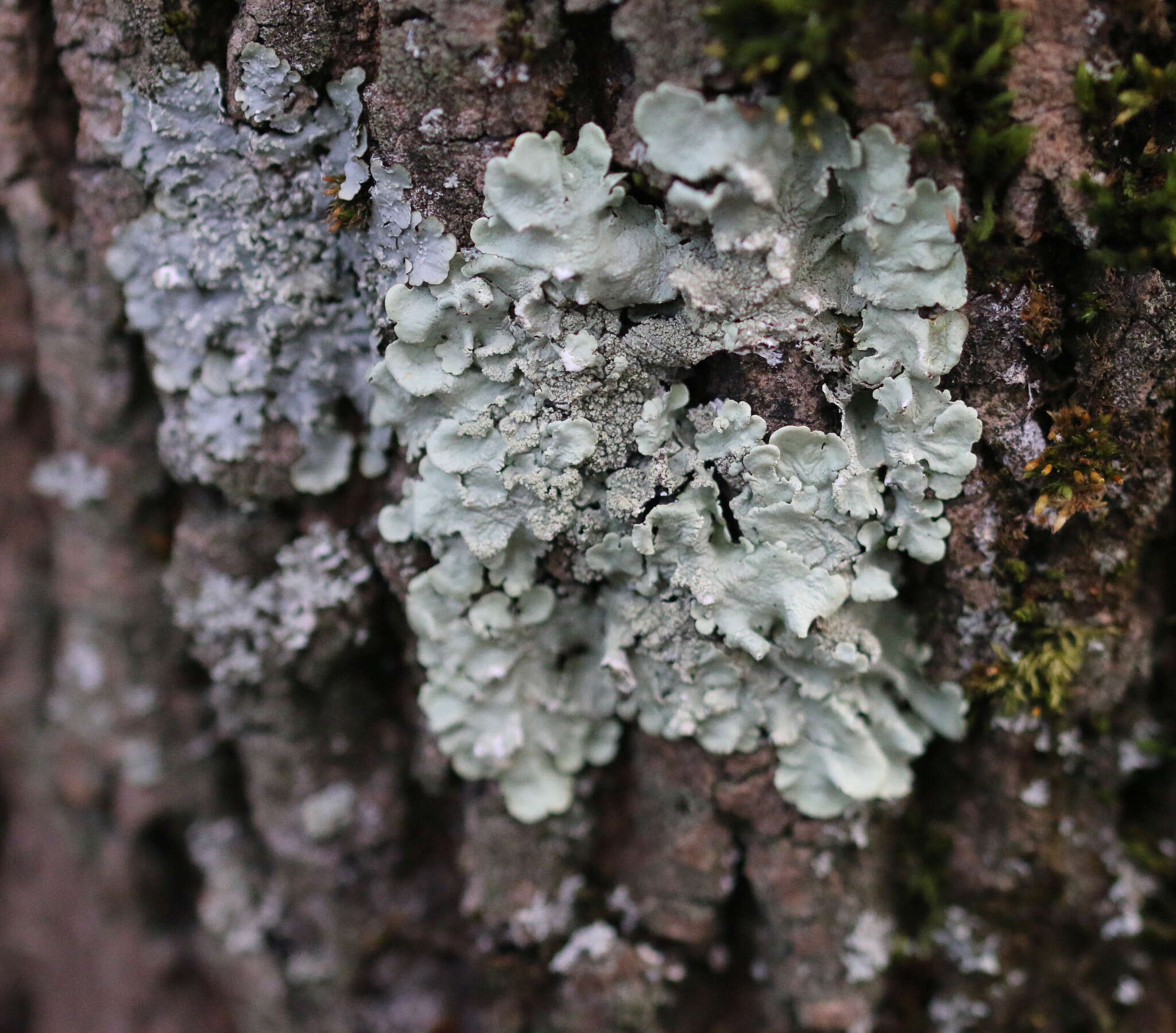 Image of Common greenshield lichen