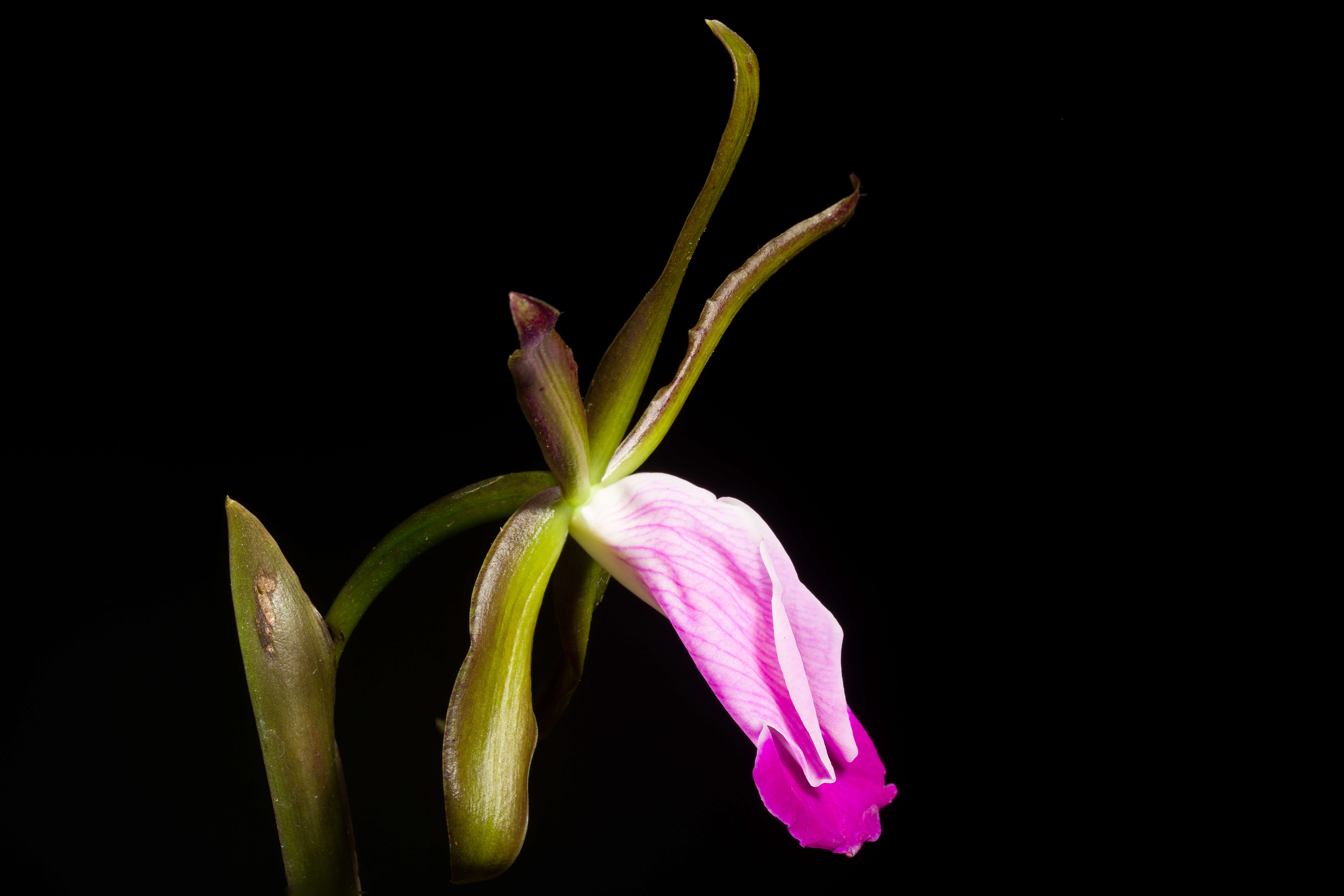 Imagem de Cattleya dormaniana (Rchb. fil.) Rchb. fil.