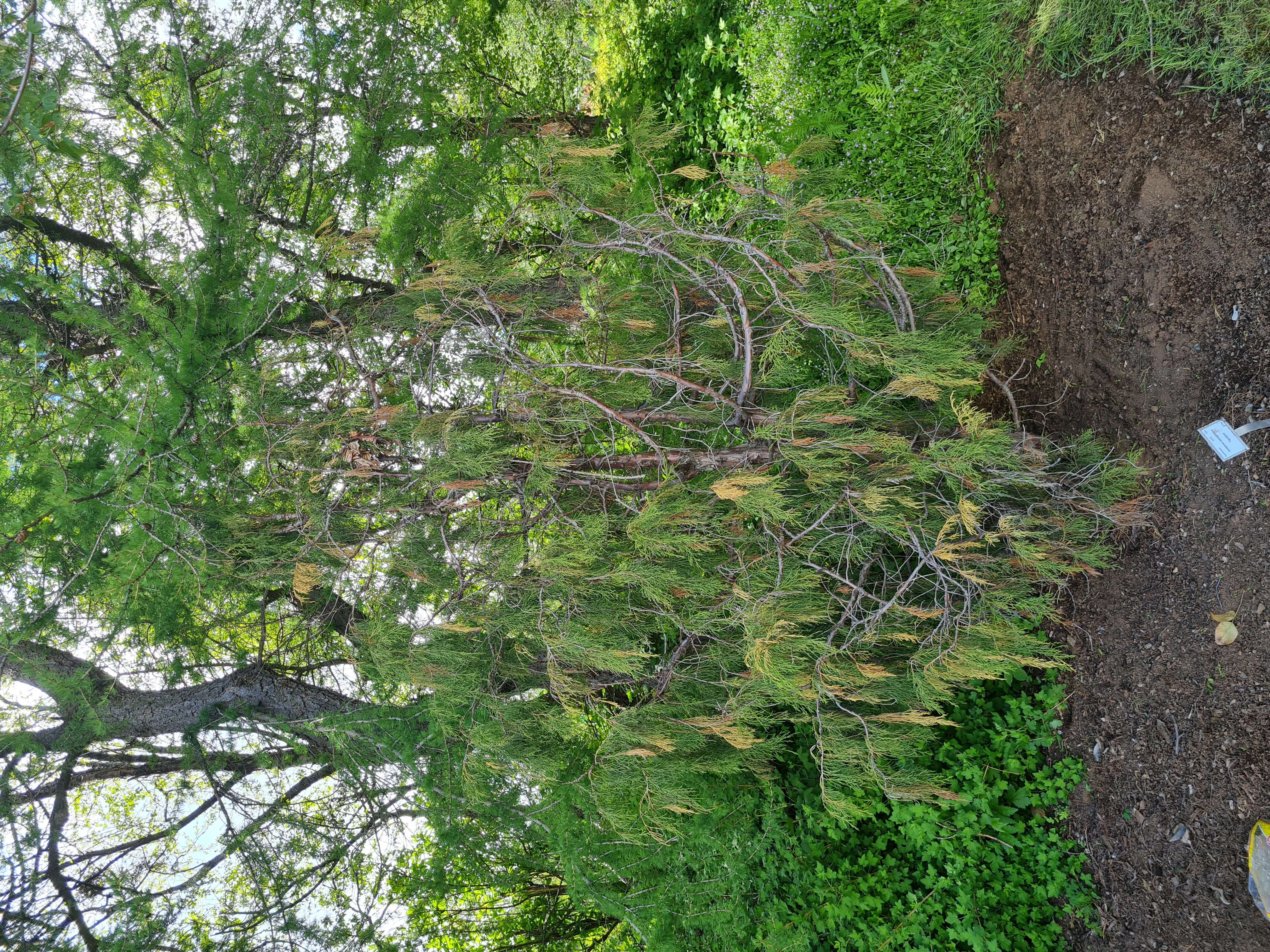 Image of Pencil Cedar