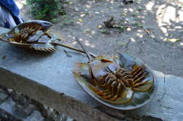 Image of Horseshoe Crab