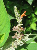 Image of Colquhounia coccinea Wall.