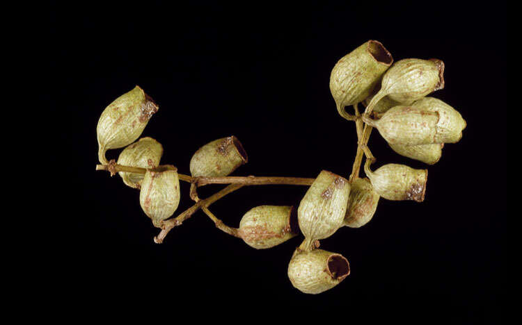 Image of Corymbia tessellaris (F. Müll.) K. D. Hill & L. A. S. Johnson