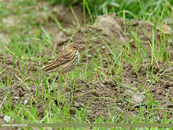 Image of Tree Pipit