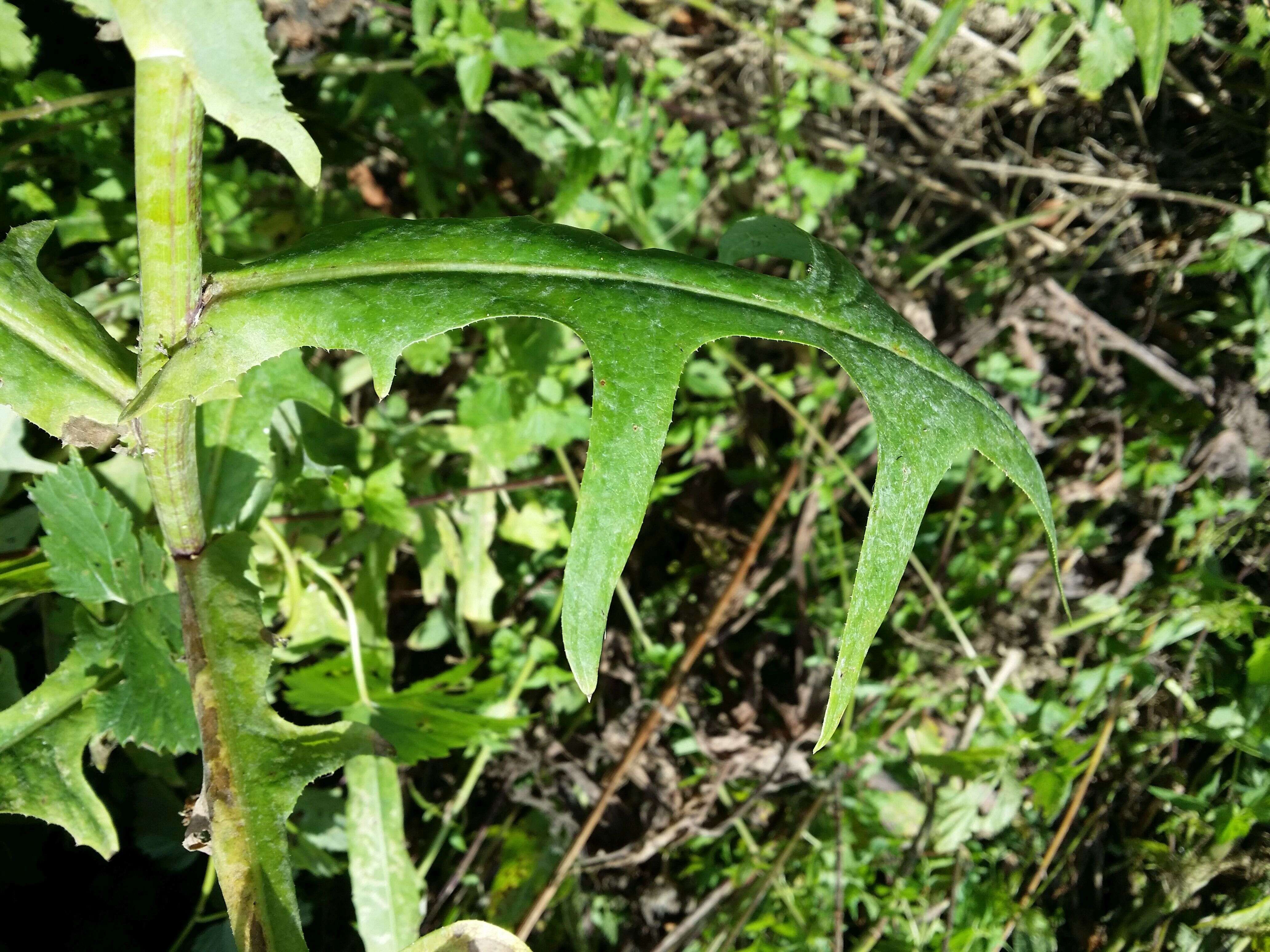 Image de laiteron des marais