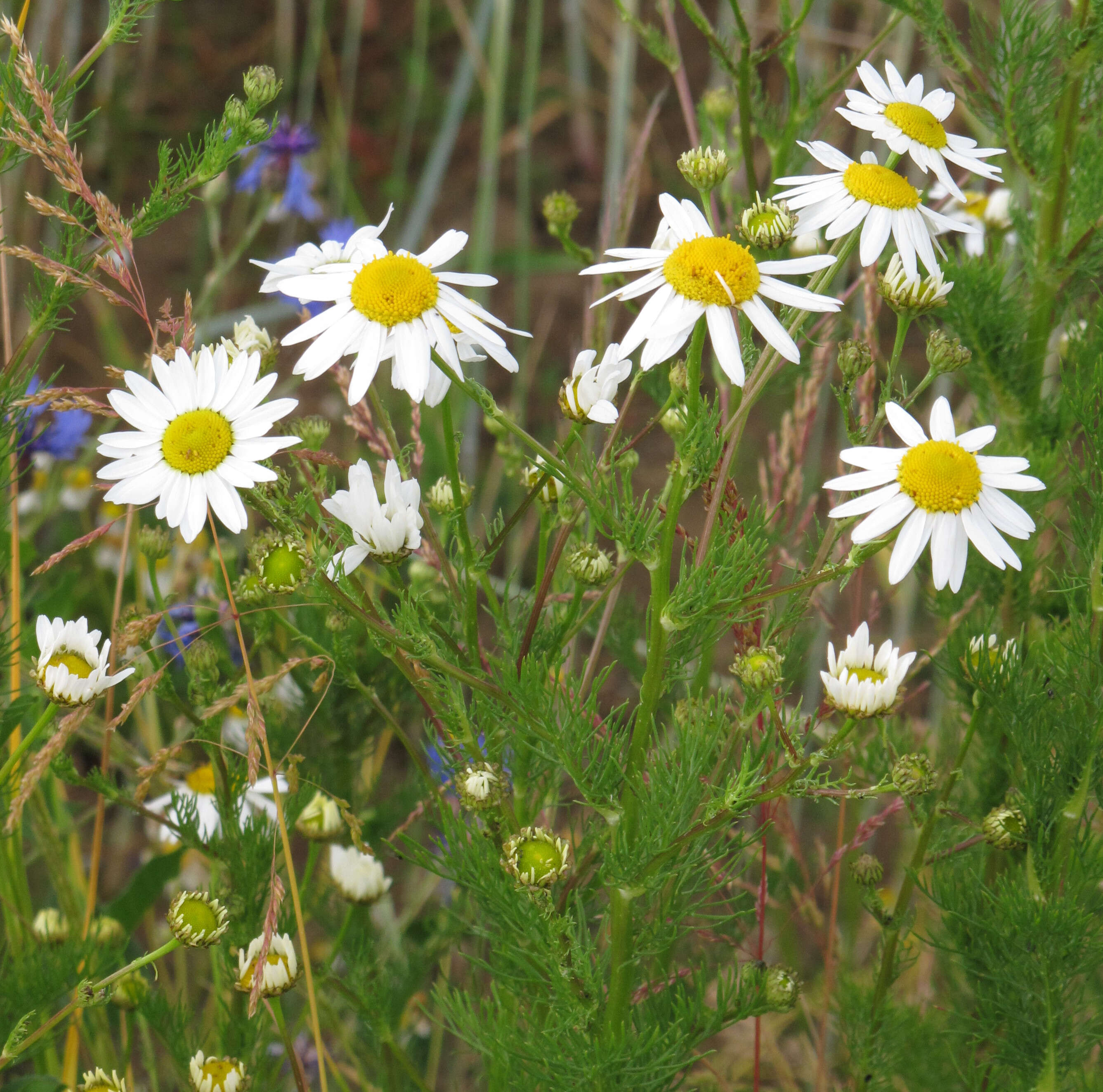 Imagem de Tripleurospermum inodorum (L.) Sch.-Bip