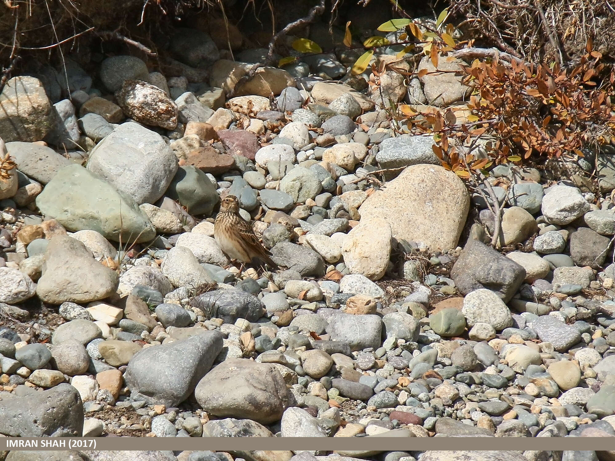 Image of Oriental Skylark