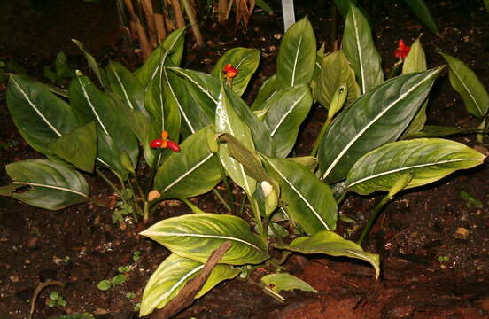 Image of Aglaonema costatum N. E. Br.