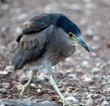 Image of Night Herons