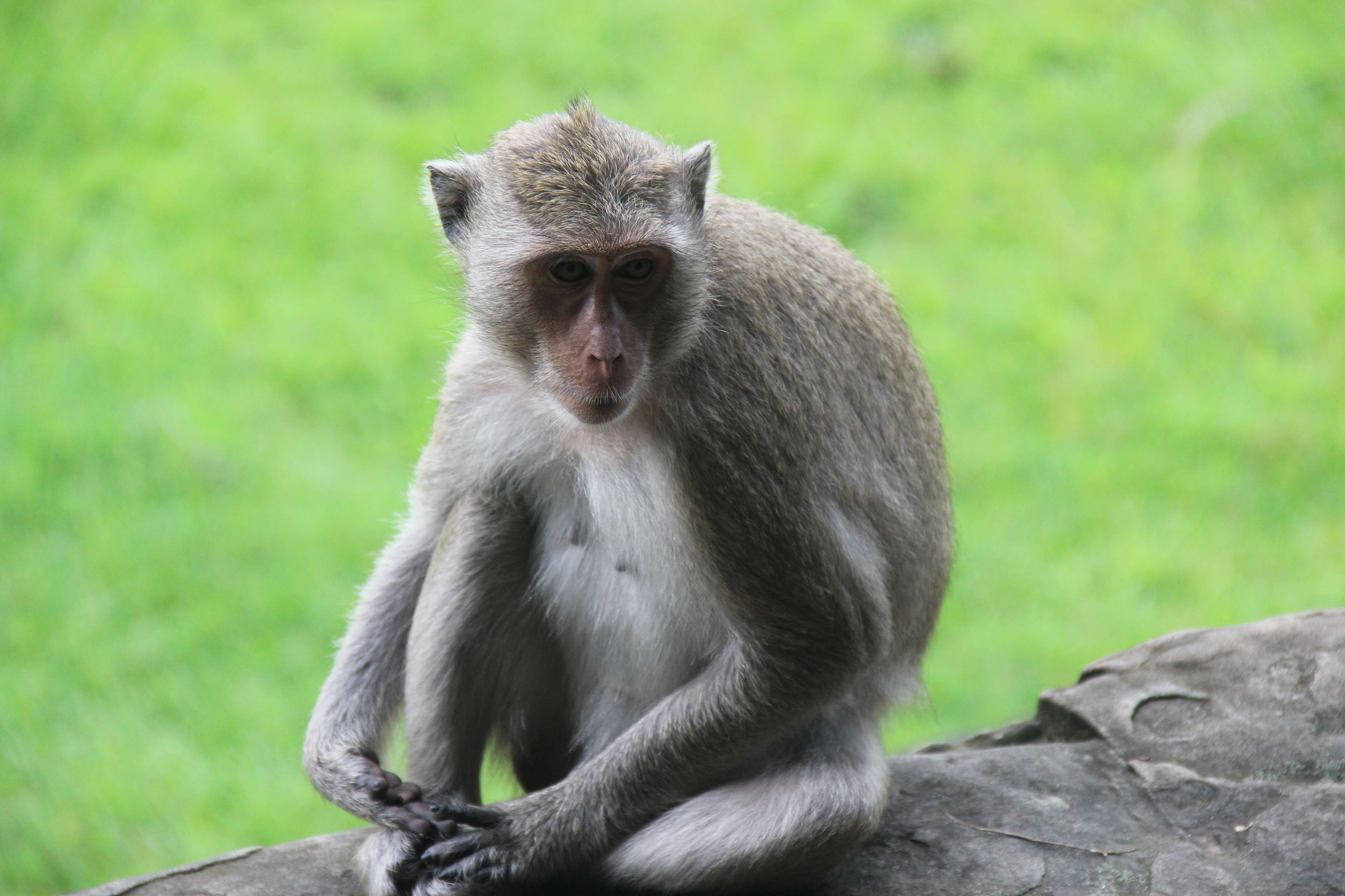 Image of Long-tailed Macaque