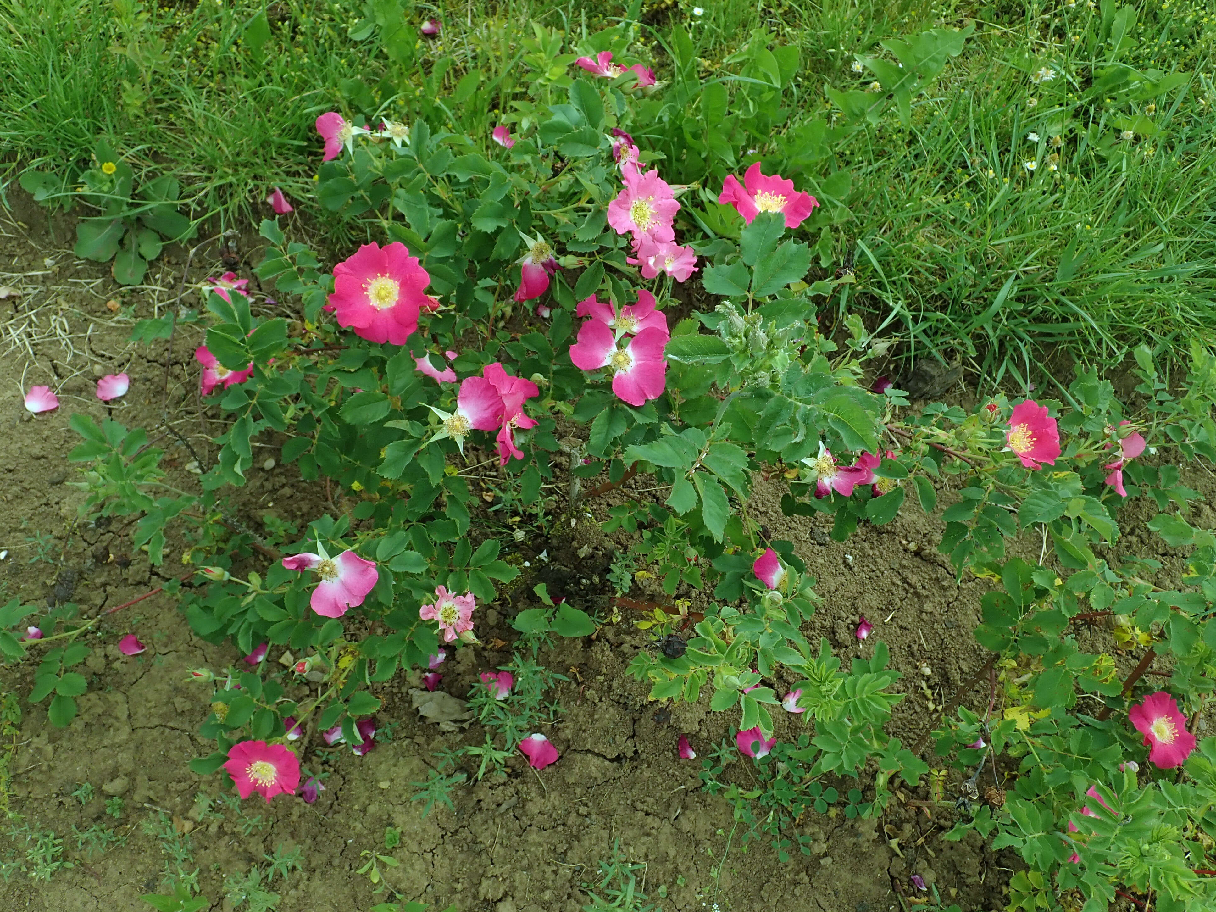 Image of prairie rose