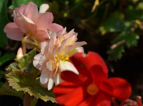 Image of Begonia tuberhybrida Voss