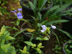 Plancia ëd Achetaria azurea (Linden) V. C. Souza