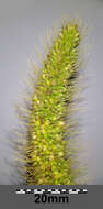 Image of Foxtail millet