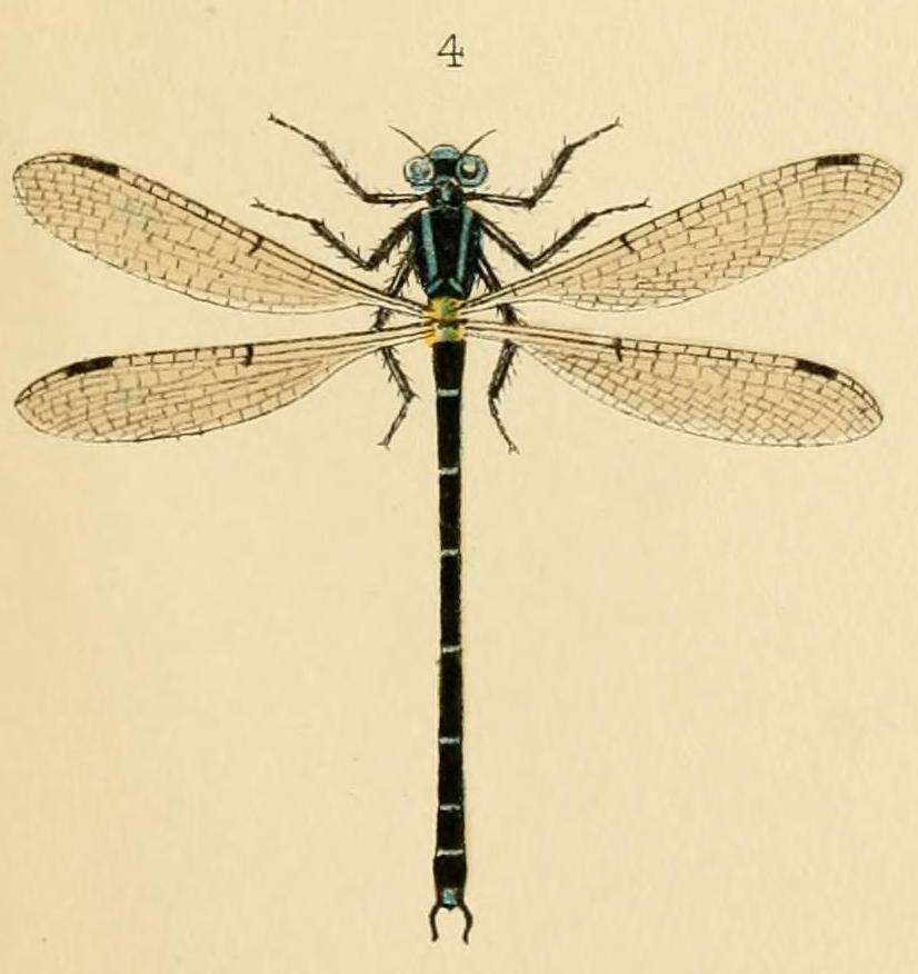 Sivun Austrolestes colensonis (White ex White & Gardiner Butler 1846) kuva