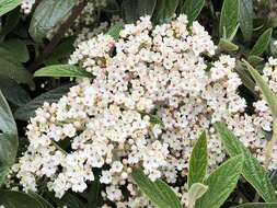 Plancia ëd Viburnum rhytidophyllum Hemsl. ex Forb. & Hemsl.