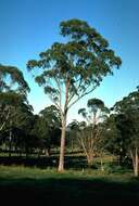 Image of New England blackbutt