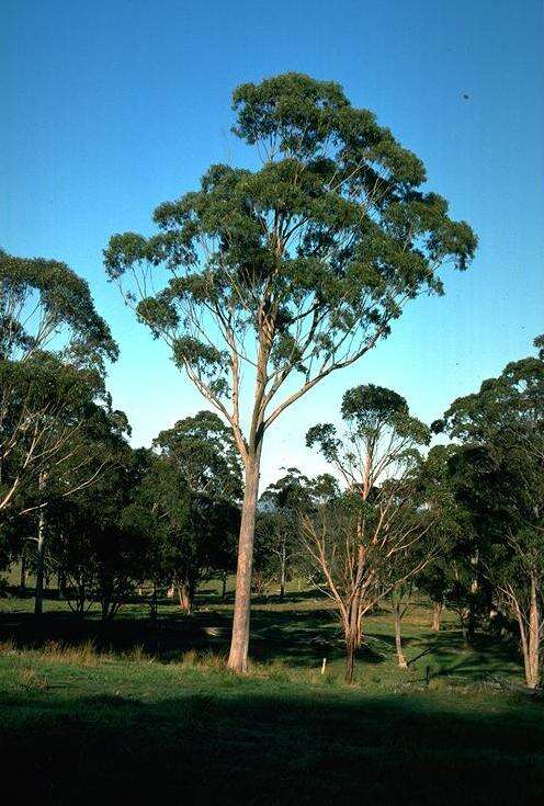 Image of New England blackbutt