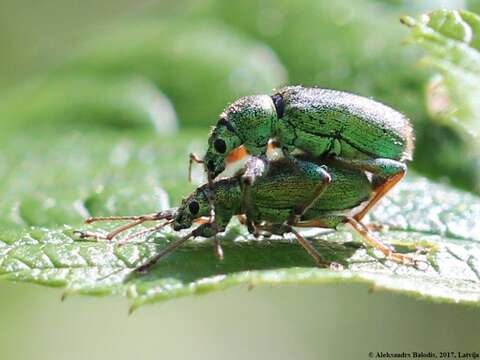 صورة Phyllobius (Dieletus) argentatus Linnaeus 1758