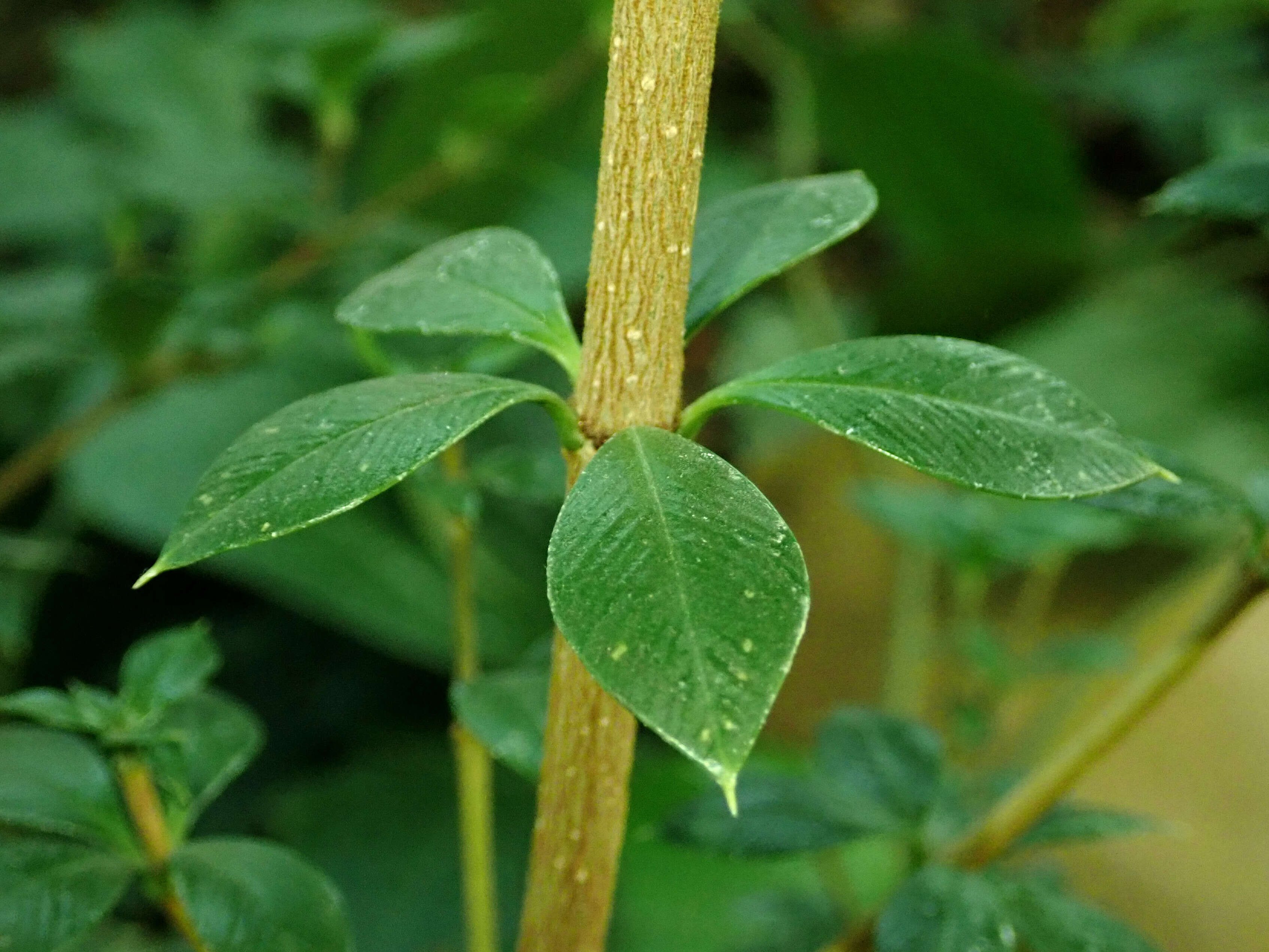 Image of Alyxia ruscifolia R. Br.