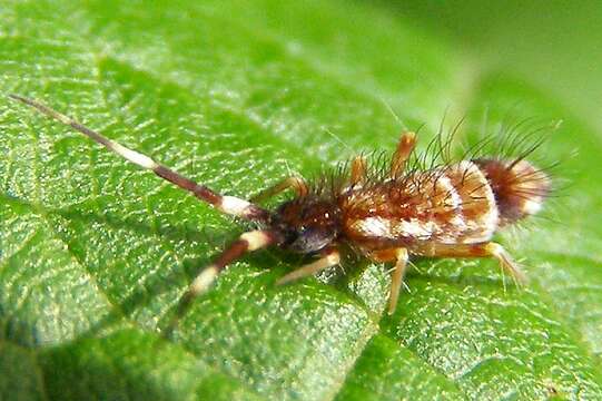 Image de Orchesella flavescens (Bourlet & C 1839)