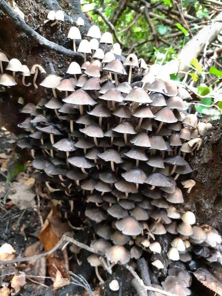 Image of Trooping Inkcaps