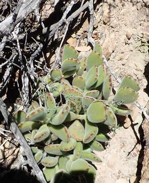 Image of Cotyledon tomentosa Harv.