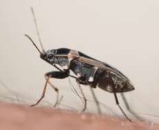 Image of Mediterranean Seed Bug