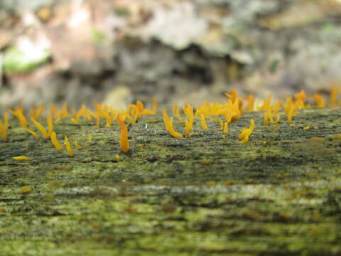 Imagem de Calocera cornea (Batsch) Fr. 1827