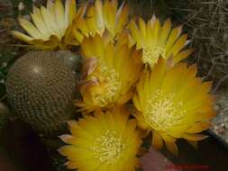 Echinopsis famatimensis (Speg.) Werderm. resmi