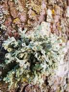 Image of Cartilage lichen